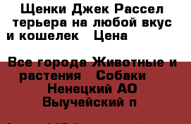 Щенки Джек Рассел терьера на любой вкус и кошелек › Цена ­ 13 000 - Все города Животные и растения » Собаки   . Ненецкий АО,Выучейский п.